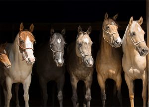 Mehrere Pferde aus Quarter-Horse-Zucht von vorne fotografiert
